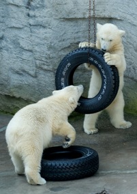 Подопечные медвежата играют с подарками