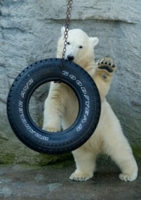 Подопечные медвежата играют с подарками
