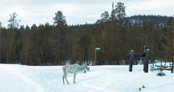 Встречи в Арктике —Испытание зимних шин на полигоне в Ивало